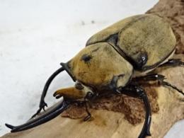 オキシデンタレゾウカブト幼虫　3令ペア