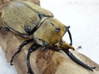 オキシデンタレゾウカブト幼虫　3令ペア