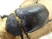 オキシデンタレゾウカブト幼虫　3令ペア