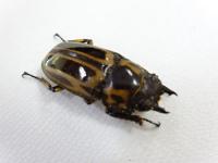ゼブラノコギリクワガタペア