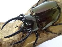 【WF1】インドアトラス(マンテツ)幼虫　3頭セット