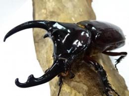 【WF1】ケンタウルスオオカブト幼虫　3頭セット