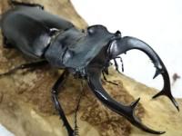 アクベシアヌスミヤマクワガタペア