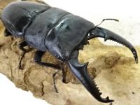 【大型】パラワンオオヒラタクワガタペア