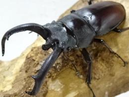 【WF1】ペロッティシカクワガタ(ベトナムニセシカクワガタ)ペア