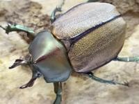 マルガリータヒナカブト(オオカラカネヒナカブト)ペア