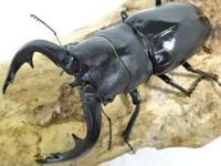【WF1】アマミノコギリクワガタペア