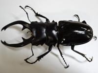 インターメディアツヤクワガタペア
