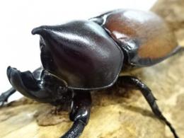 【WF1】【ペルー産】フンボルトヒナカブト(form nero)幼虫　3頭セット