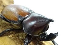 【WF1】【ペルー産】フンボルトヒナカブト(form nero)幼虫　3令ペア