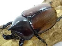 【WF1】【ペルー産】フンボルトヒナカブト(form nero)幼虫