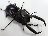 ディディエールシカクワガタペア