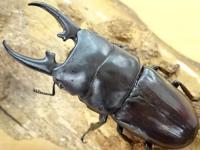 ヒペリオンヒラタクワガタ幼虫　3頭セット