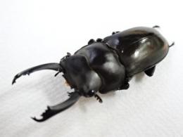 ビシグナートゥスコクワガタペア