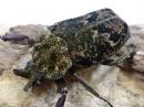 シモフリインカツノコガネ幼虫　3頭セット