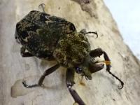 シモフリインカツノコガネ幼虫　3頭セット