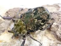 シモフリインカツノコガネ幼虫　3頭セット