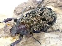 シモフリインカツノコガネ幼虫　3頭セット