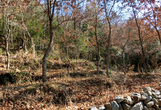 松阪のクヌギ林の写真