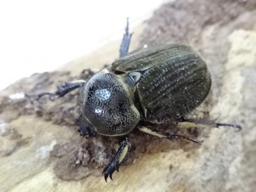 新成虫】ベルティペスコフキカブト【Mサイズペア】 | 外国産