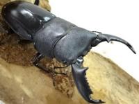 【WF1】バンガイヒラタクワガタ(ヒラタクワガタ原名亜種)幼虫　3頭セット