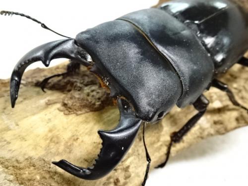 ダイオウヒラタクワガタ