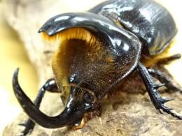 【WF1】ウィンパーヘラヅノカブト幼虫　3頭セット