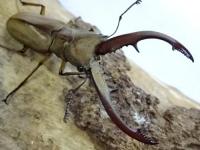 【WF1】タランドゥスホソアカクワガタ幼虫　3頭セット