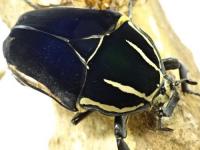 ウガンデンシスオオツノカナブン幼虫(ブルー)
