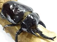 【ウカヤリ産】レックスゾウカブト(アクティオンゾウカブト)幼虫　3頭セット