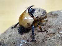 【WF1】ムネツノダルマコガネ(ハニントン)幼虫　3頭セット