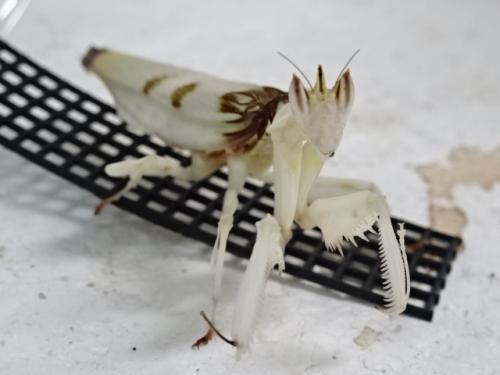 ハナカマキリ販売(ランカマキリ)ハナカマキリ販売アリスト | 外
