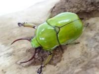 【WF1】クワガタコガネ(ドヘルティ)幼虫　3頭セット