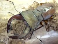 【WF1】スペキオススホソアカクワガタ幼虫　3頭セット