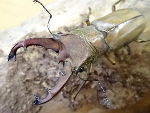 ヒャンホソアカクワガタ （ムルティデンタトゥス）成虫トリオ