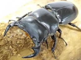 【WF1】マレーアンタエウスオオクワガタ幼虫　5頭セット