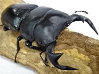 【菌糸入り】ミャンマーグランディスオオクワガタ幼虫　3頭セット