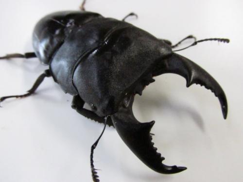 ヒラタクワガタ タイワン オオ