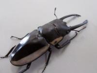 【WF1】ビソンノコギリクワガタ(cinctus)幼虫　3頭セット