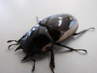 【WF1】ビソンノコギリクワガタ(cinctus)幼虫