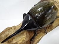 ヘラクレスパスコアリ幼虫
