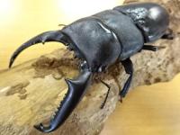 【WF1】パラワンオオヒラタクワガタ幼虫　3頭セット