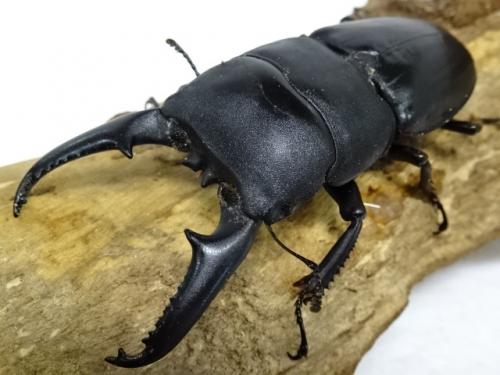 ツシマヒラタのペアリング～産卵セット割り出しまで - そつが