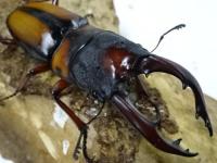 【WF1】ミラビリスノコギリクワガタ幼虫　3頭セット
