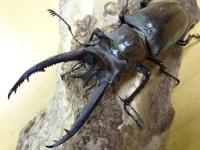 【WF1】プラネットミヤマクワガタ(dayaoshanensis)幼虫　3頭セット