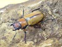 【WF1】アラガールホソアカクワガタ幼虫　3頭セット