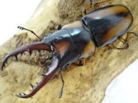 【WF1】サバゲノコギリクワガタ幼虫　3頭セット