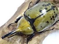 ミヤシタシロカブト幼虫　3頭セット