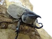 モンゾーニコフキカブト幼虫