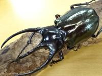 【WF1】ジャワコーカサスオオカブト(キロンオオカブト)幼虫　3頭セット